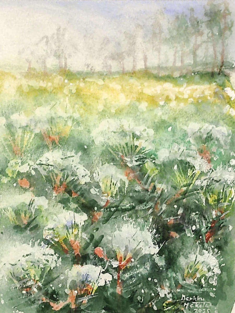 Aamu on vasta heräämässä, mutta suo elää jo omassa rytmissään. Suopursut levittäytyvät etualalla kuin valkoiset tähdet, ja niiden tuoksu kantaa pitkälle – vaikka katsoja ei sitä voi haistaa, sen voi melkein tuntea.